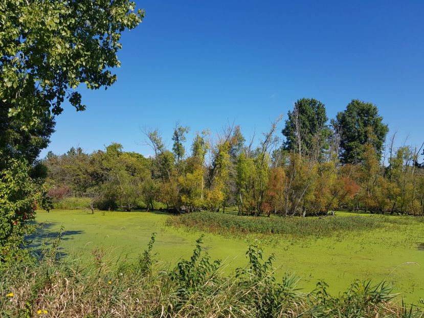  - De prin lume adunate