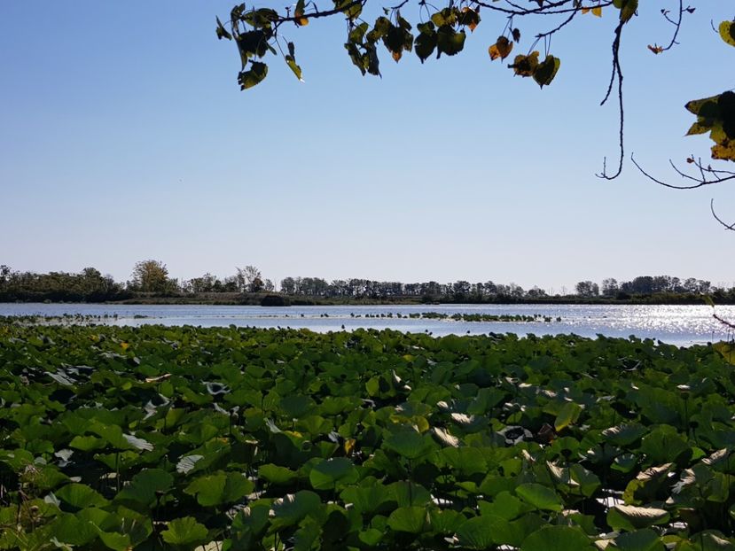  - De prin lume adunate