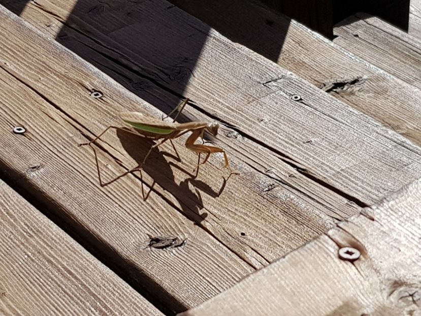  - De prin lume adunate