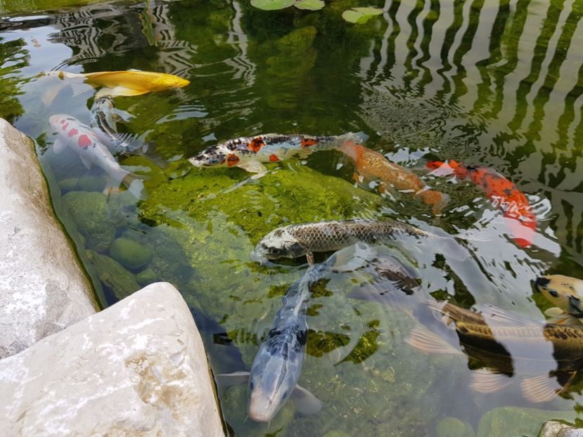  - De prin lume adunate