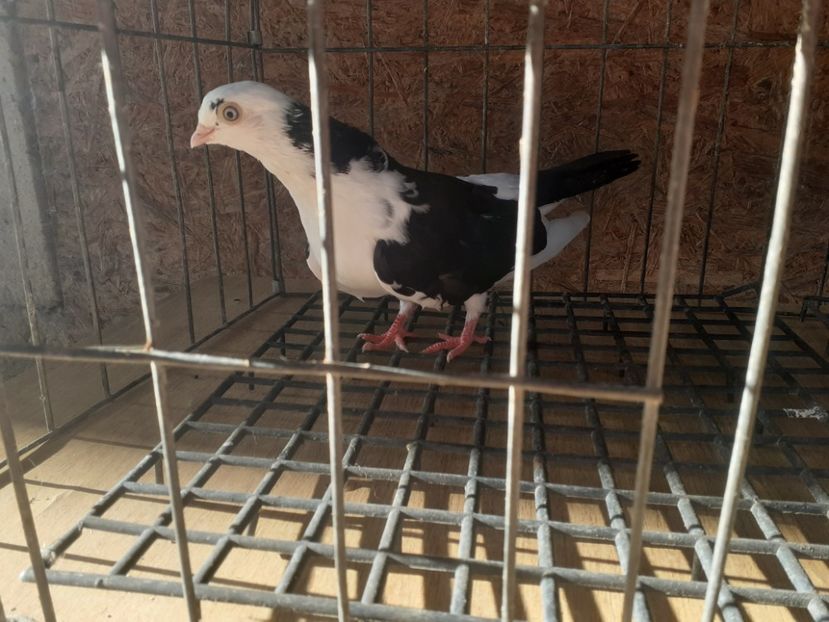  - 4-Jucatori de Galati