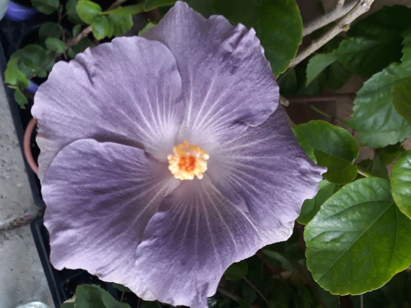  - Hibi Moorea Mangy Blue