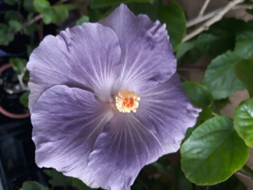  - Hibi Moorea Mangy Blue