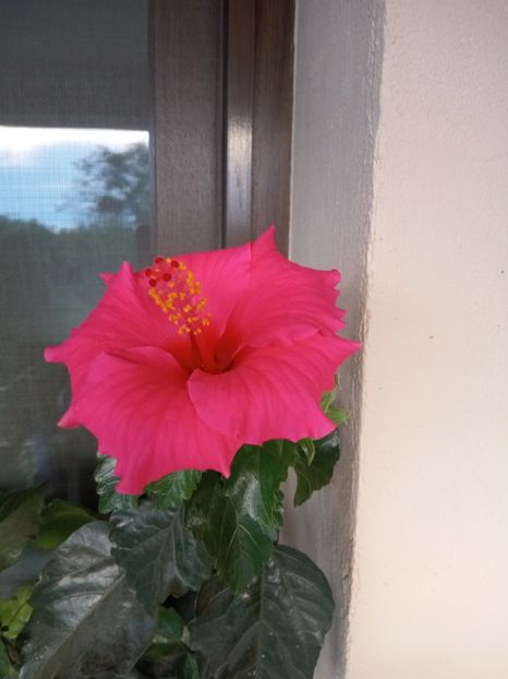  - 02 Hemerocalisi-hibiscusi-crini