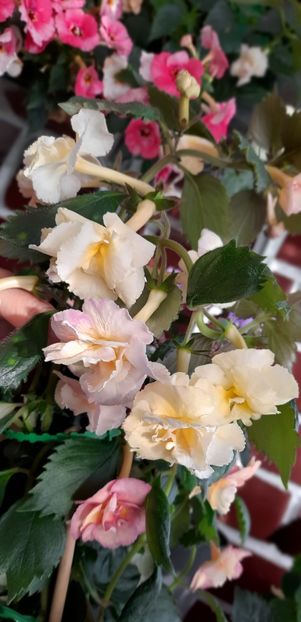  - Yellow English Rose