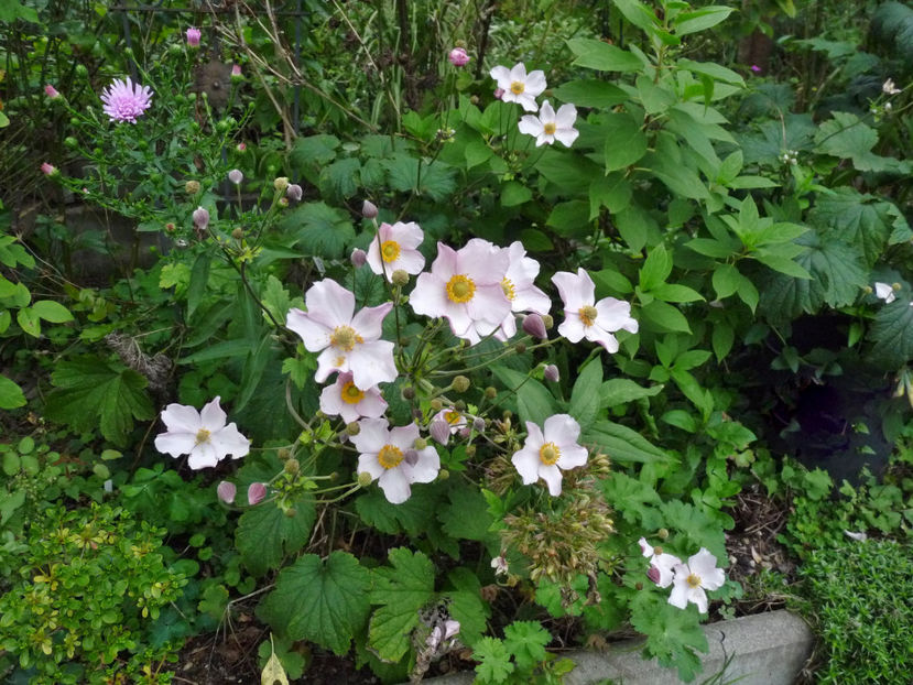  - 2022 - 03 - Toamna