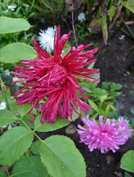  - 2022 - 03 - Toamna