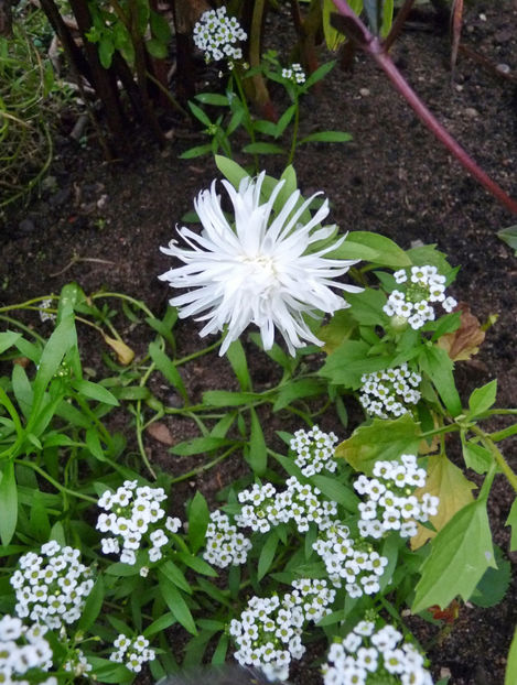  - 2022 - 03 - Toamna