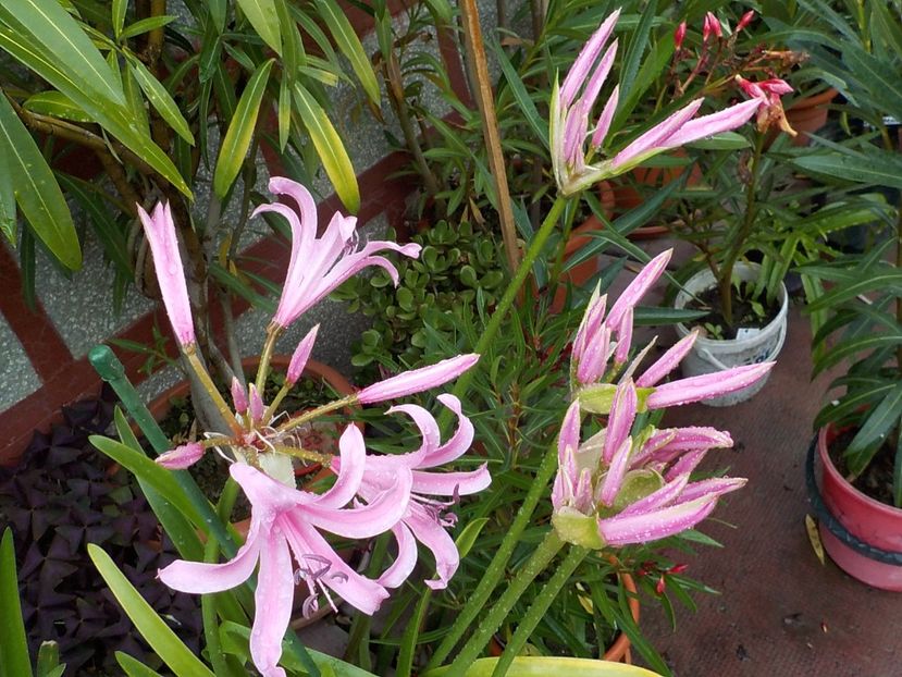  - crinul belladona 2021