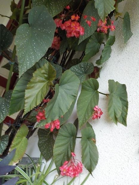  - begonia lucernae