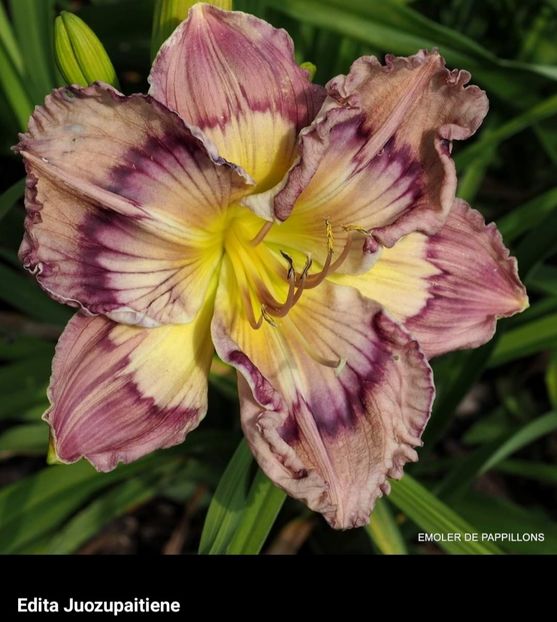  - Hemerocallis achiziții 2022