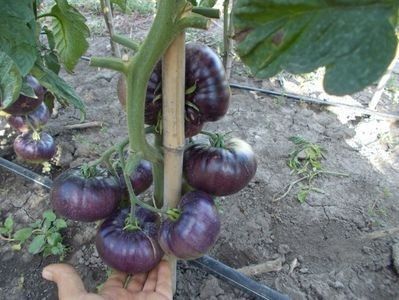  - SEMINTE ROSII - T 860 AURORA BLUE