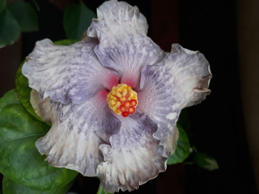  - Hibi White Diamonds