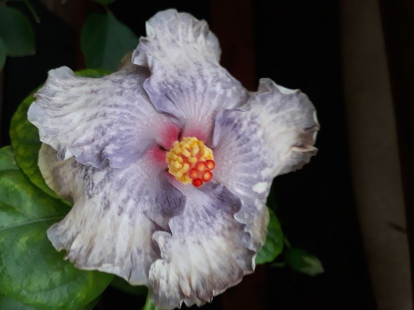  - Hibi White Diamonds