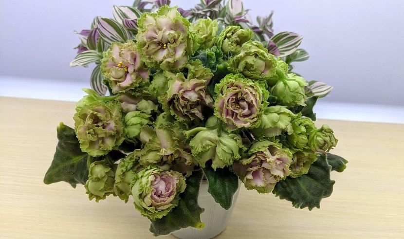 ek raspletalo leto kosy foto net - EK Raspletalo Leto Kosy