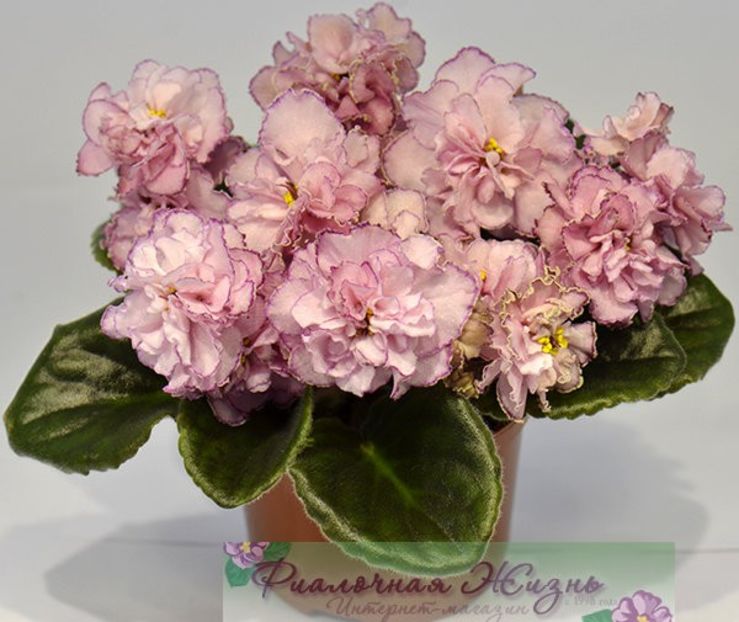 СМ-Марлезонский Балет foto net - SM Marlezonskij Balet