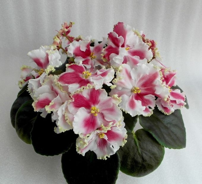 Foto net - KO Orlovchanka