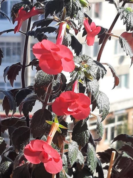 20220922_102152_resized - achimenes 2022