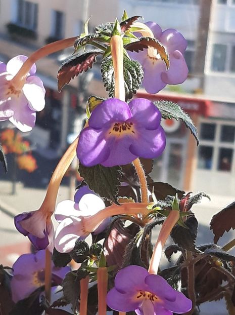 20220922_102200_resized - achimenes 2022