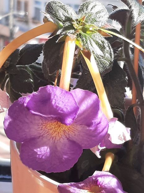 20220922_102207_resized - achimenes 2022