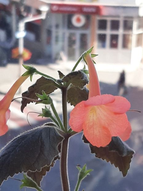 20220922_102218_resized - achimenes 2022