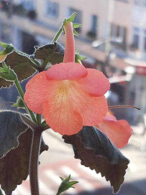 20220922_102229_resized - achimenes 2022