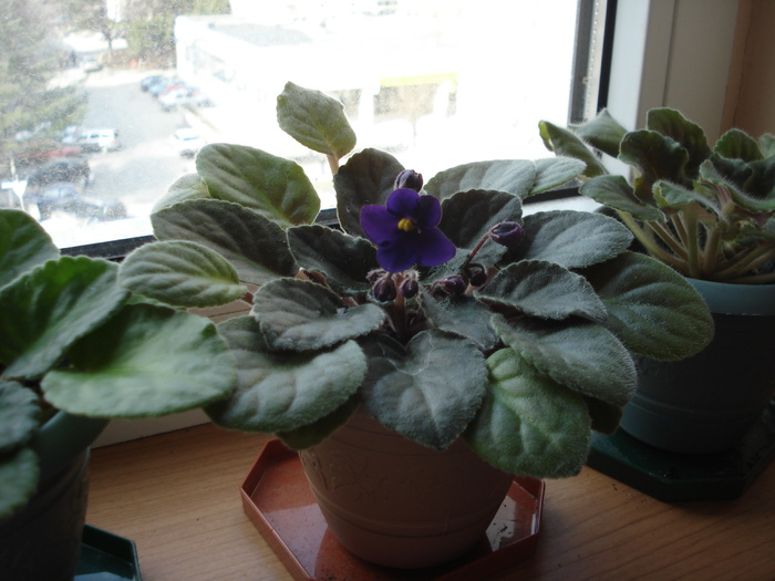 violeta albastru indigo - flori - violete si gloxenii