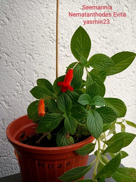 23.09.2022 - Seemannia Nematanthodes Evita