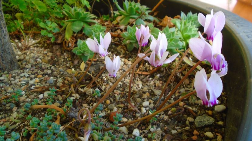 1 sept. 2022 - Cyclamen hederifolium (Italia) - r Vara 2020-2021-2022-2023