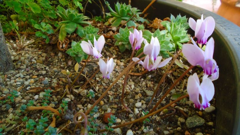 1 sept. 2022 - Cyclamen hederifolium (Italia) - r Vara 2020-2021-2022-2023
