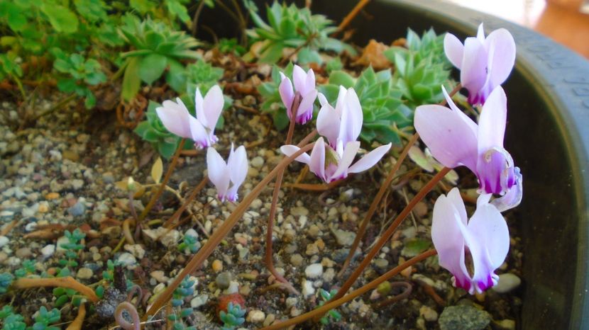 1 sept. 2022 - Cyclamen hederifolium (Italia) - r Vara 2020-2021-2022-2023