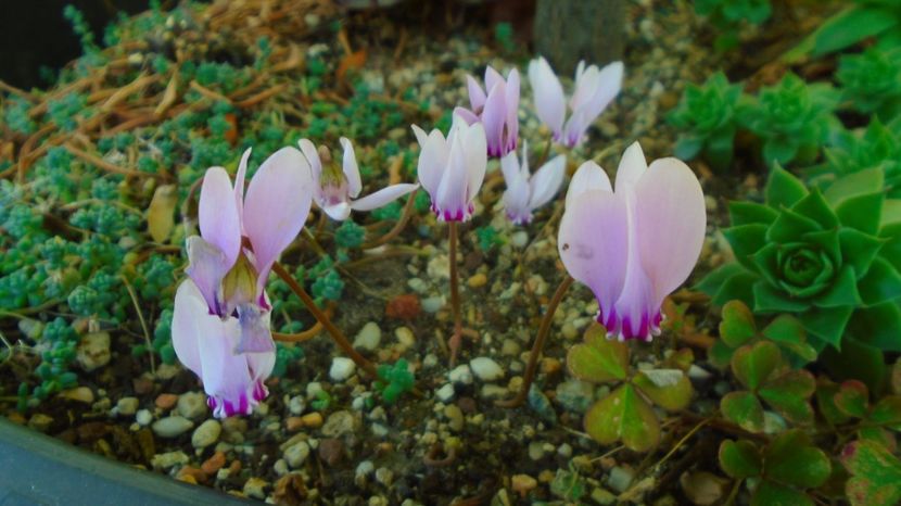 1 sept. 2022 - Cyclamen hederifolium (Italia) - r Vara 2020-2021-2022-2023