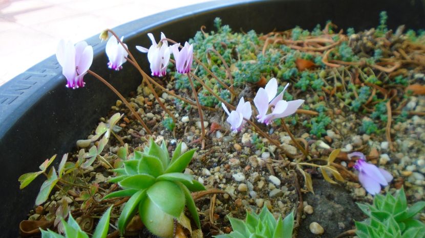 1 sept. 2022 - Cyclamen hederifolium (Italia) - r Vara 2020-2021-2022-2023