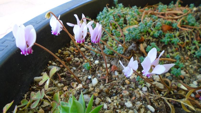 1 sept. 2022 - Cyclamen hederifolium (Italia) - r Vara 2020-2021-2022-2023
