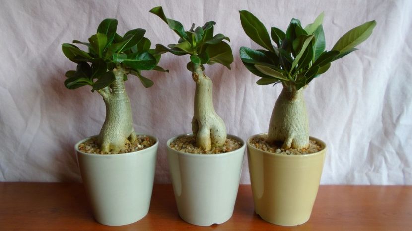 Grup de 3 Adenium obesum - Caudiciforme-pachycaule si bulboase 2022-2023