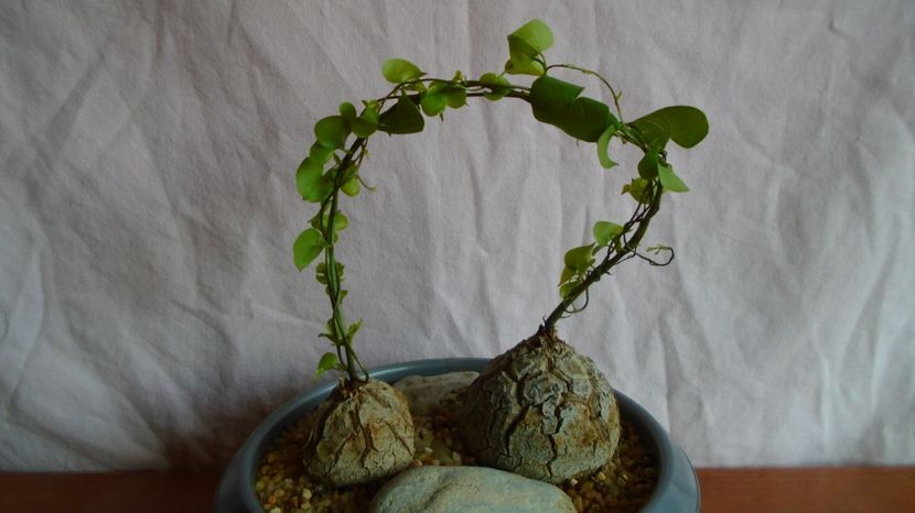 Dioscorea elephantipes, Africa de Sud - Caudiciforme-pachycaule si bulboase 2022-2023