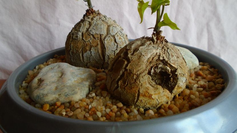 Dioscorea elephantipes, Africa de Sud - Caudiciforme-pachycaule si bulboase 2022-2023