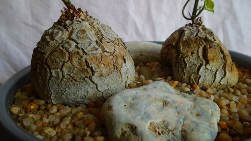 Dioscorea elephantipes, Africa de Sud - Caudiciforme-pachycaule si bulboase 2022-2023