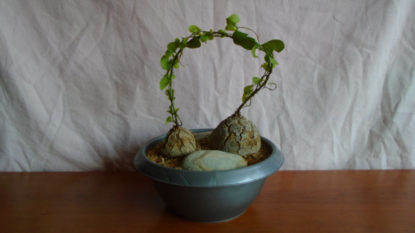 Vandute - Dioscorea elephantipes, 2 exemplare, 150 lei - 00 Plante disponibile 2023