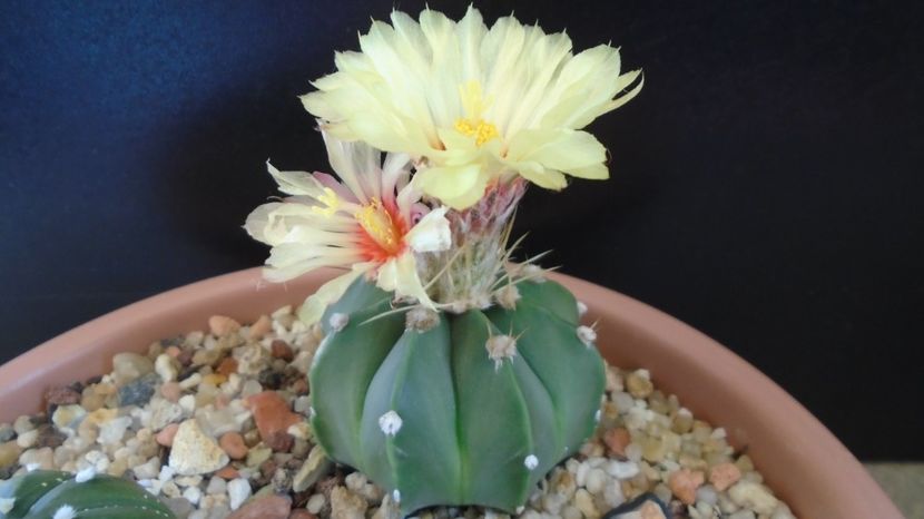 Astrophytum asterias cv. Ooibo Kabuto - Cactusi 2022 bis