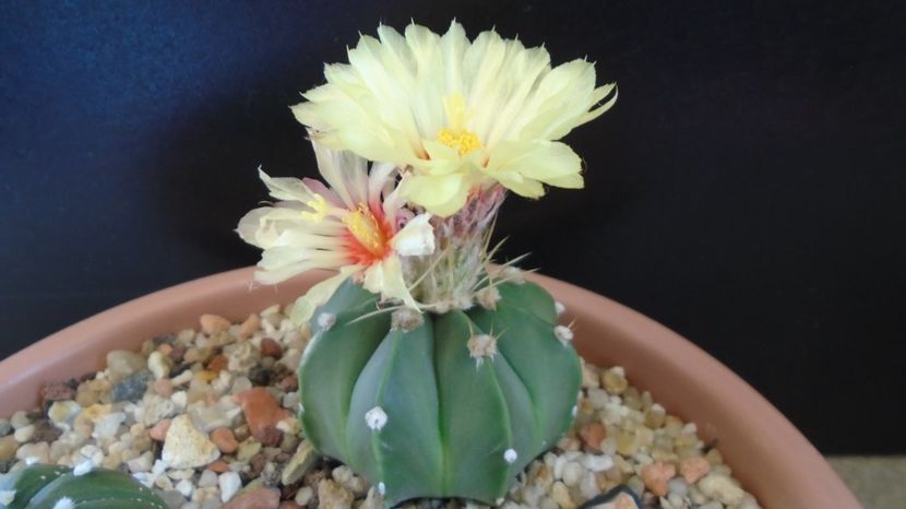 Astrophytum asterias cv. Ooibo Kabuto - Cactusi 2022 bis