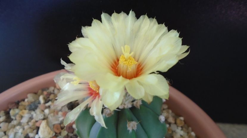 Astrophytum asterias cv. Ooibo Kabuto - Cactusi 2022 bis