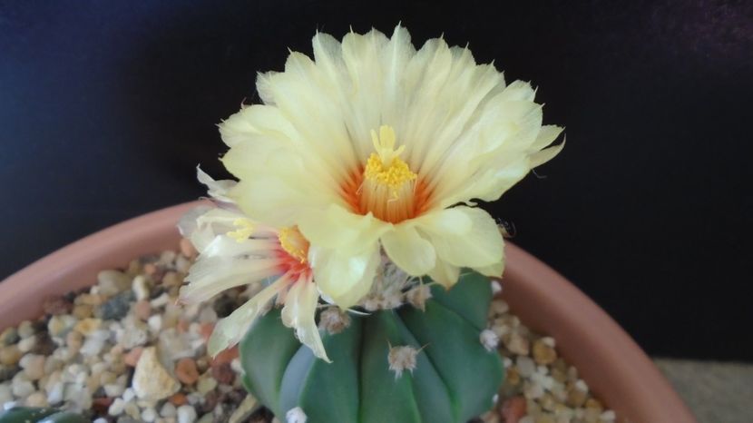 Astrophytum asterias cv. Ooibo Kabuto - Cactusi 2022 bis