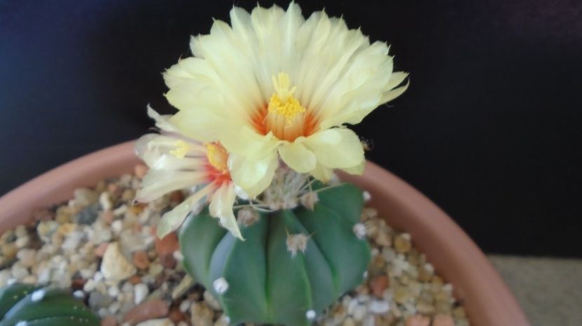 Astrophytum asterias cv. Ooibo Kabuto - Cactusi 2022 bis