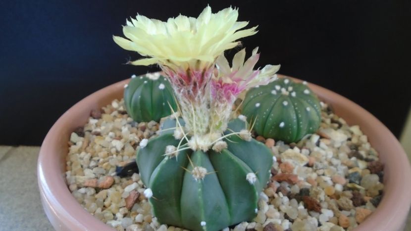 Astrophytum asterias cv. Ooibo Kabuto - Cactusi 2022 bis