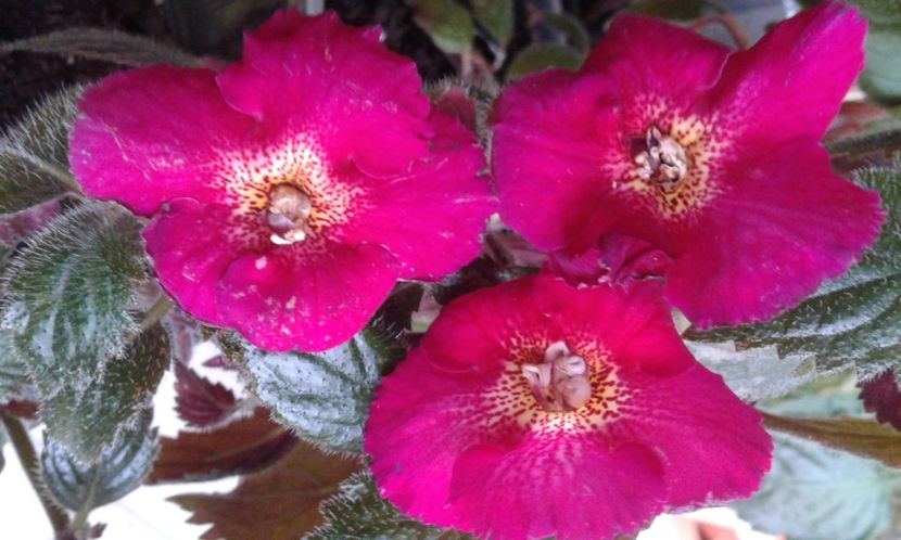  - Frumosi mei achi astazi