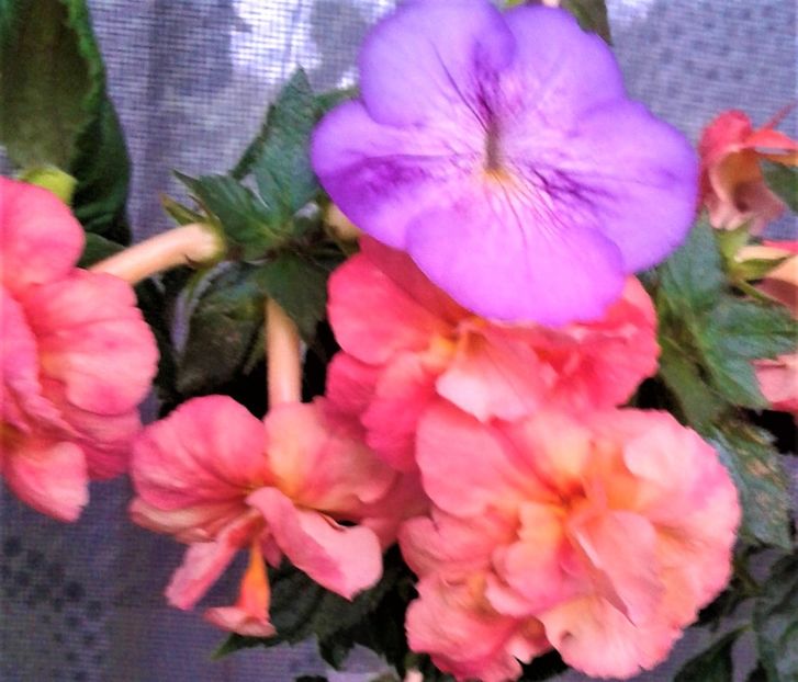  - Frumosi mei achi astazi