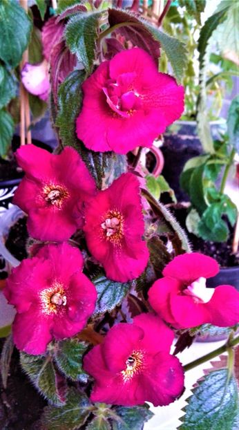  - Frumosi mei achi astazi