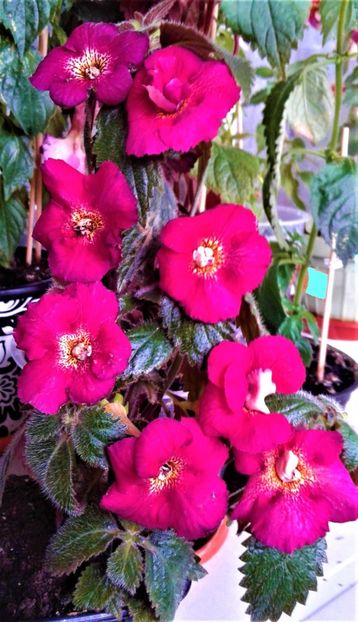  - Frumosi mei achi astazi