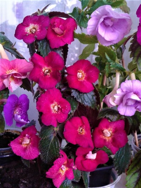  - Frumosi mei achi astazi